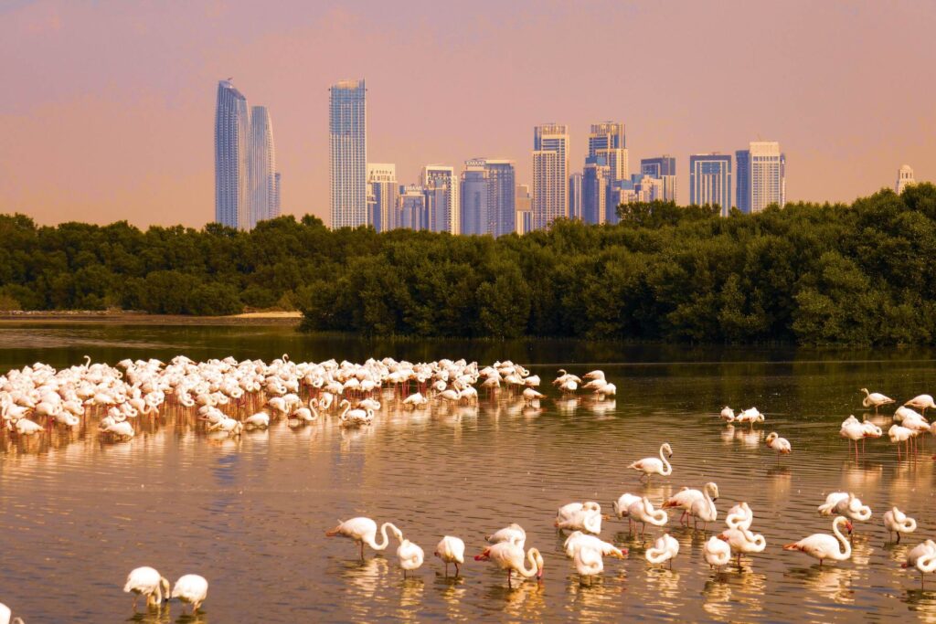 flamingos at Ras al Khor wildlife sanctuary: Nature Escapes in Dubai